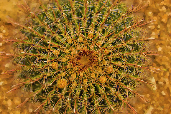 Fibonacci's Ferocactus