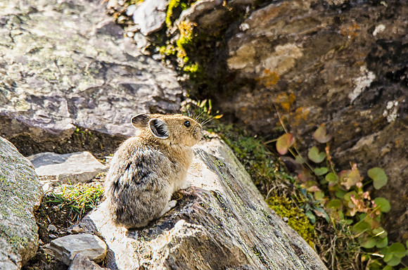 Pika #1