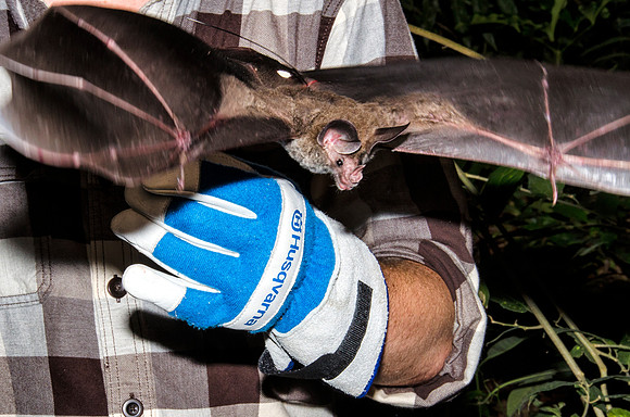 A radio-tagged woolly false vampire bat