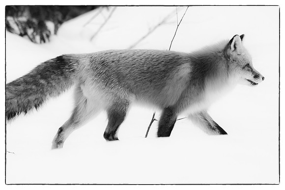 Red fox #3