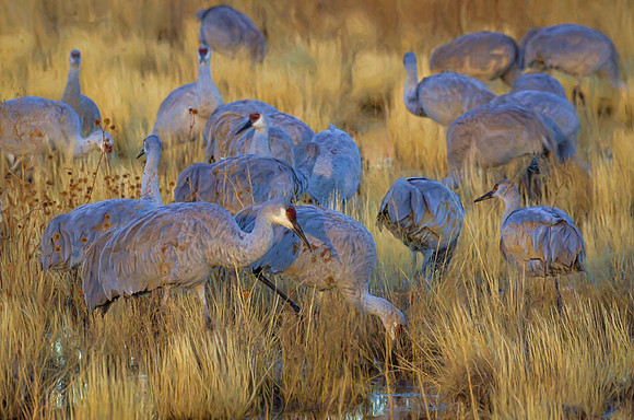 Preparing to leave for their feeding areas