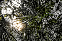 Sunset in the Kakabiche forest