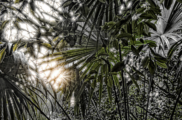 Sunset in the Kakabiche forest