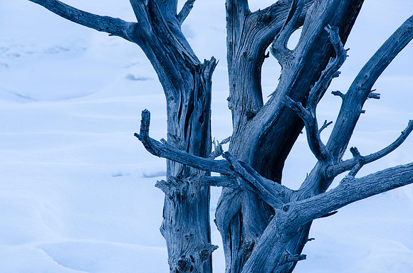 Dead juniper