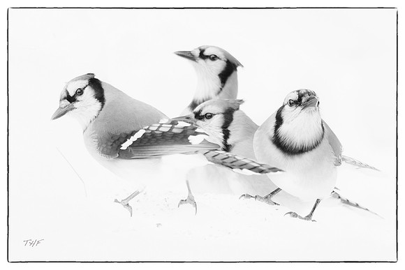 Blue jays #1