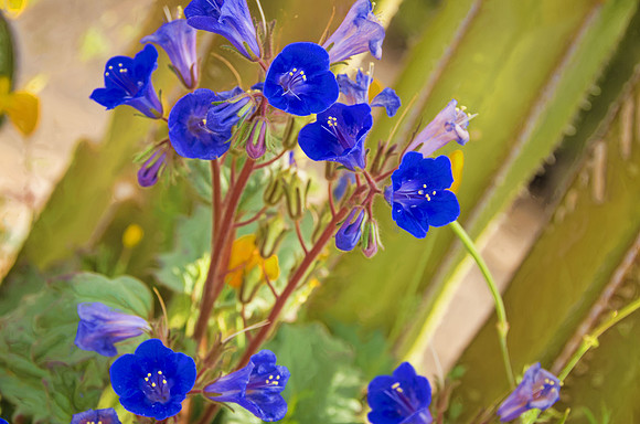 Desert bluebells
