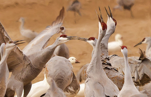 Conflict on the feeding grounds #1