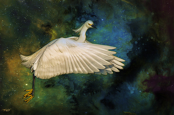 Snowy Egret