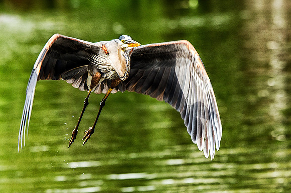 Great blue heron in flight