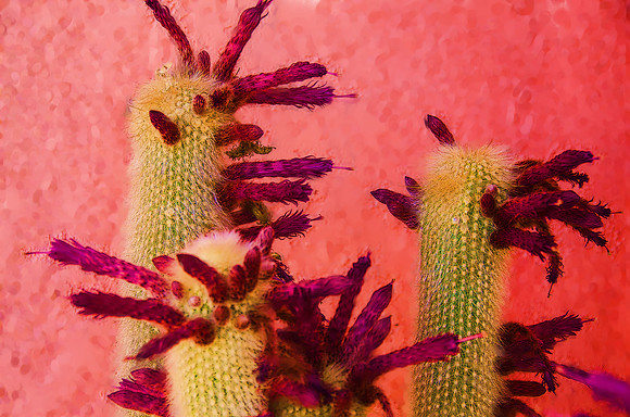 Spent silver torch cactus flowers