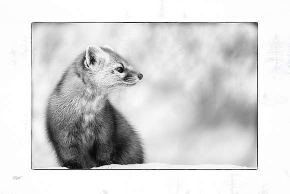 Pine marten #2