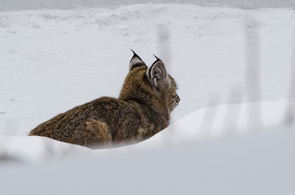 Hunting bobcat #4