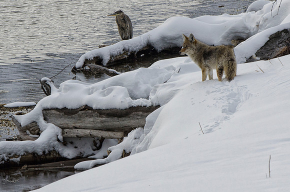 No way you're going to catch me, coyote!