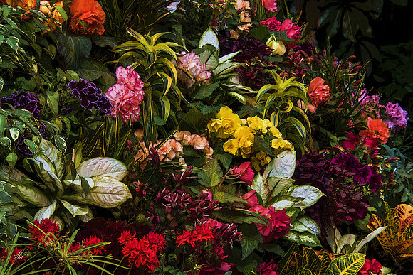 Butchart Gardens flowers #2