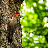 Golden-fronted woodpecker