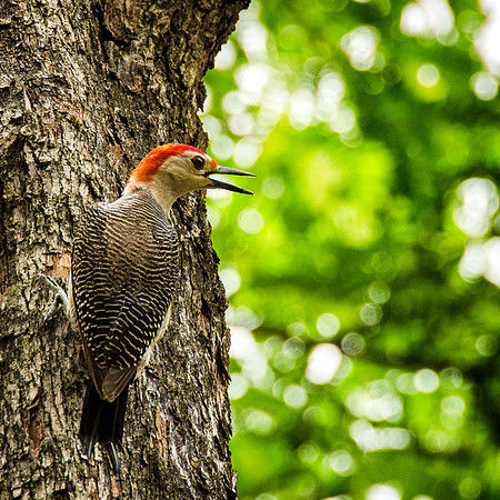 Golden-fronted woodpecker
