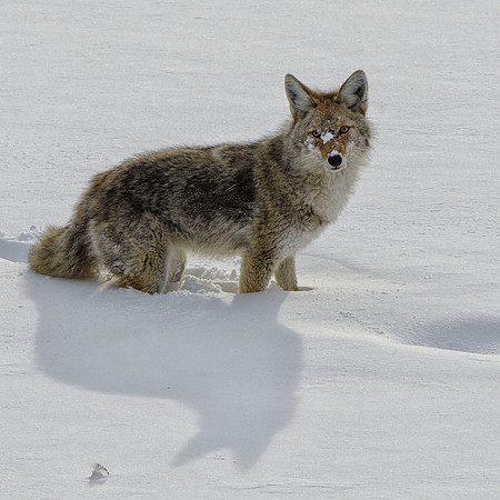 Another coyote on the hunt