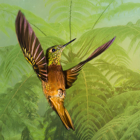 Chestnut-breasted coronet hummingbird