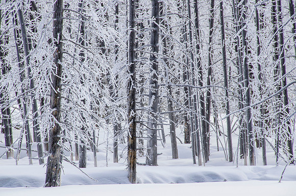 Winter wonderland #4