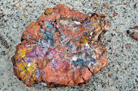 Beautiful petrified wood