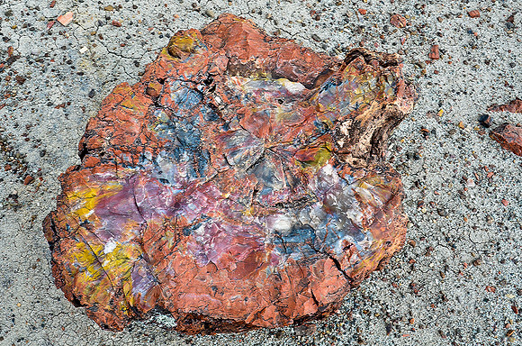 Beautiful petrified wood