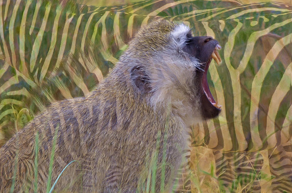 Black-faced vervet monkey