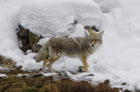 Coyote hunting #4