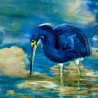 Tricolored Heron #2