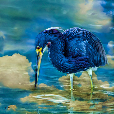 Tricolored Heron #2