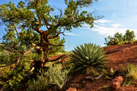 Juniper and agave in red rock country
