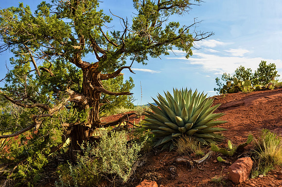 Juniper and agave in red rock country