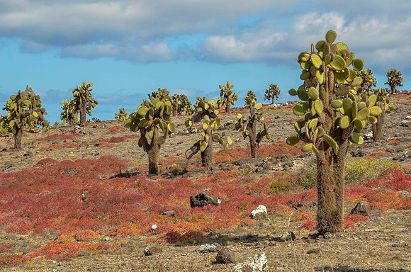 Lowland cactus habitat with Galapagos fur seals