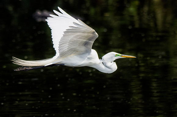 Male great egret in flight