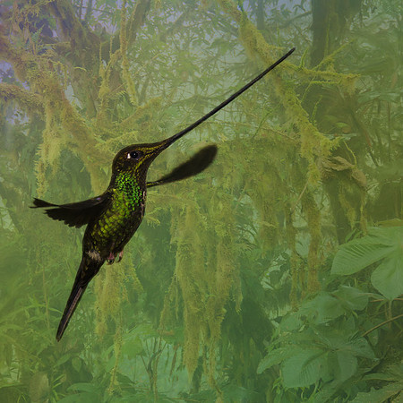 Sword-billed hummingbird