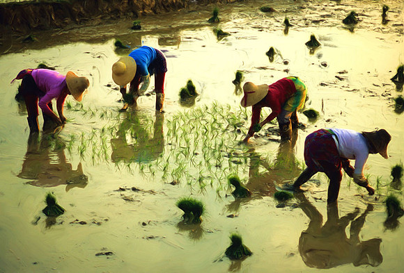 Planting rice, rural Yunnan Province