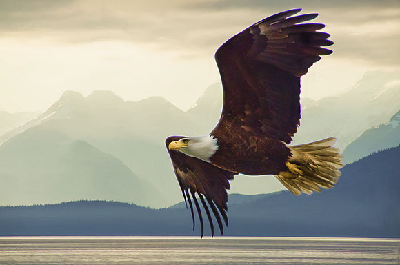 Bald eagle in flight -- a photo montage