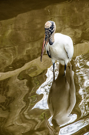 Wood stork #4