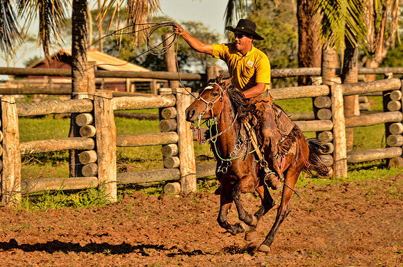 Pantaneiro practicing calf roping