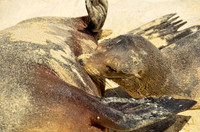 Nursing Galapagos sea lion