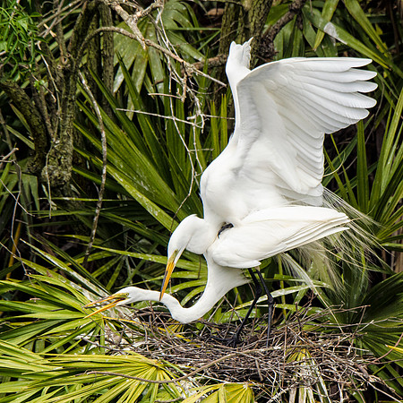 Mating great egrets