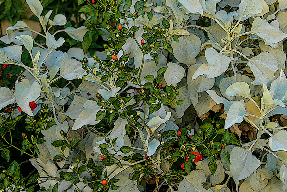 Brittle bush and chiltipin