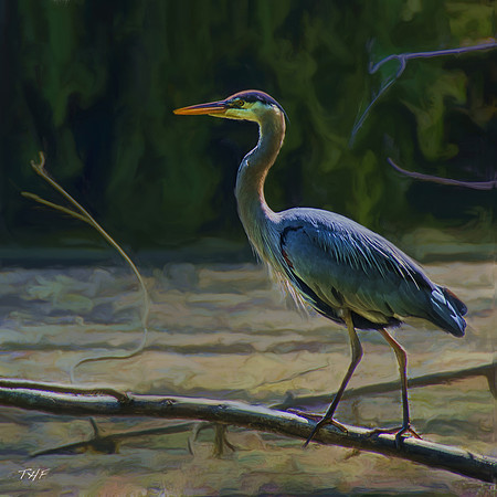 Great blue heron, Fort Royal