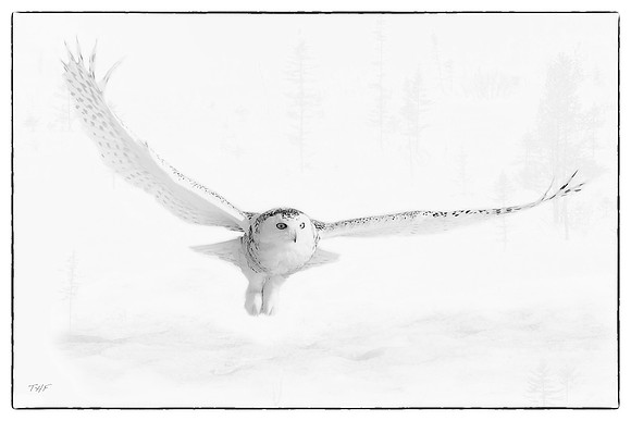 Snowy owl #5