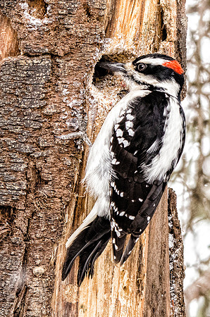 Hairy woodpecker