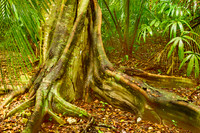 Buttress roots, Belize rain forest