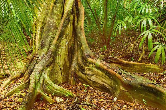 Buttress roots, Belize rain forest
