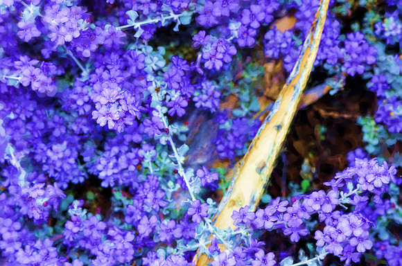 Purple haze