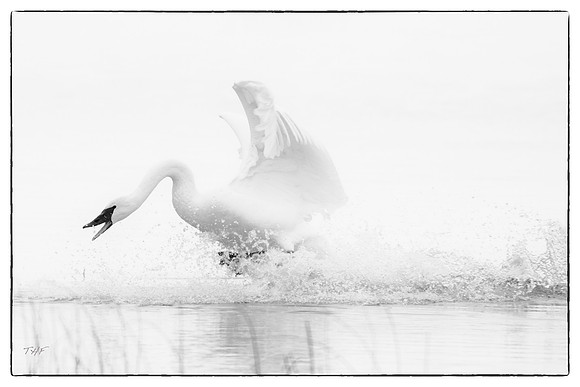 Trumpeter swan #2