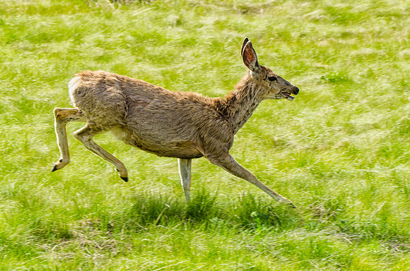 Mule deer on the run