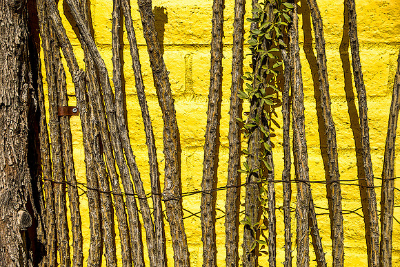 Living ocotillo fence